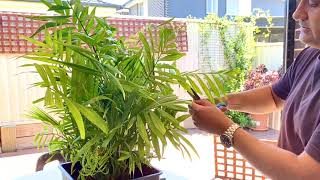 How to Tidy Up a Parlour Palm  Parlour Palm Care Tips  Chamaedorea Elegans [upl. by Aracahs196]