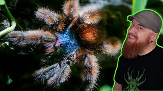 Antilles Pinktoe Tarantula Rehouse  Caribena versicolor [upl. by Oirasan]