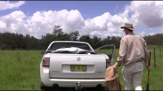 Biocontrol of giant Parramatta grass [upl. by Caralie]