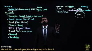 Neurulation 12TH BIOLOGY  CHAPTER 19  LECTURE 1 [upl. by Herzel]