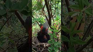 Red faced bird mother feeds 2 little birds this kind of beautiful bird is rare红脸鸟妈妈喂2只小鸟，这种漂亮的鸟儿很少见 [upl. by Adnilg]