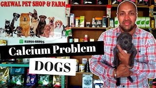 Calcium Problem in Dogs  Labrador Puppy  Bhola Shola [upl. by Kari338]