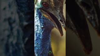 Cassowary The Worlds Most Dangerous Bird [upl. by Skvorak]