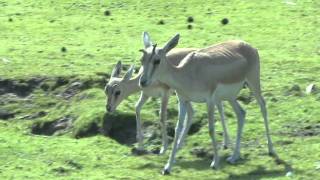 Perzische Kropgazelle Safaripark Beekse Bergen [upl. by Ydualc]