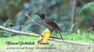 Brown Sicklebill Female Birdofparadise [upl. by Eltsyek540]