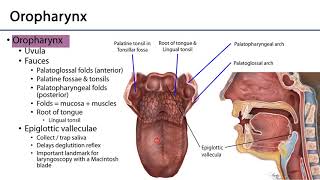 Larynx Pharynx and CST LO 1  Pharynx [upl. by Akerdal]