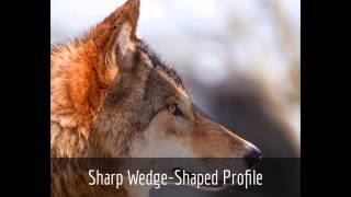 Wolf amp Dog Identification The Red Riding Hood Method [upl. by Eitsirk]