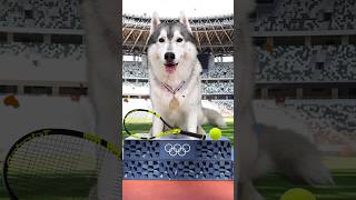 Il mio CANE PARTECIPA alle OLIMPIADI 🐶😧🥇 dog cane olimpiadi comico comedy [upl. by Carlotta]