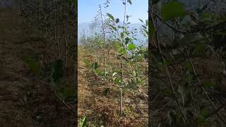 HDP apple Orchard tall spindle canopyapples orchard plants [upl. by Eelyam]