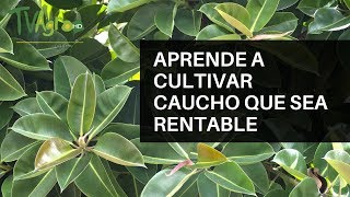 APRENDE a cultivar CAUCHO que sea RENTABLE  TvAgro por Juan Gonzalo Angel [upl. by Bringhurst679]