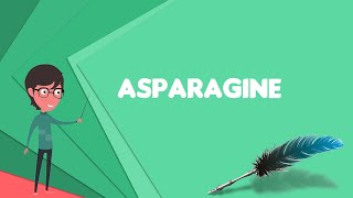 What is Asparagine Explain Asparagine Define Asparagine Meaning of Asparagine [upl. by Atnicaj]