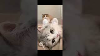 Adorable cats 😻 shorts ytshorts cat catlover [upl. by Phalan]