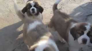 Щенки сенбернара 2 месяца St Bernard puppy 2 months old [upl. by Romain]