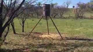 Deer feeder hog panel fencing [upl. by Donoghue68]