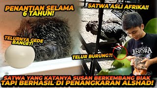 PENANTIAN 6 TAHUN  AKHIRNYA ALSHAD BERHASIL MENGEMBANG BIAKKAN DINOSAURUS MODERN [upl. by Mellette]