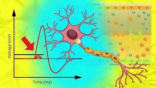 The Action Potential in All Its Glory  A ReviewSummary [upl. by Murrell]