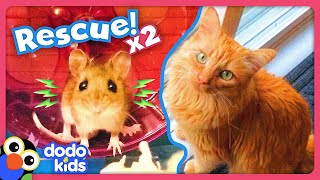 Can Rescuers Save A Frozen Mouse And A Lonely Kitten  Dodo Kids  Rescued [upl. by Htirehc]