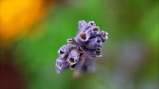 How to Save Lavender Seeds [upl. by Kcirred]