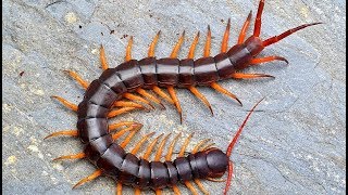 Vietnam Giant Centipede Scolopendra Dehaani Rehousing [upl. by Doralyn548]