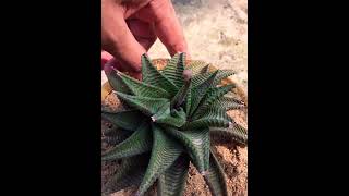 Haworthia limifolia flower succulent [upl. by Ilujna76]