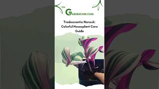 Tradescantia Nanouk Colorful Houseplant Care Guide garden houseplants [upl. by Alexandr]