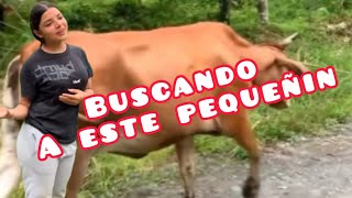 Me acompañas a buscar una vaca que se escapó a casa de nuestro vecino [upl. by Waylon]