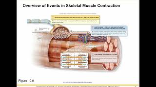 Skeletal muscle action potential [upl. by Enerod]