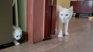 A mother cat calls her white kitten to come with her Mother cat talks to kitten [upl. by Ahsauqal]