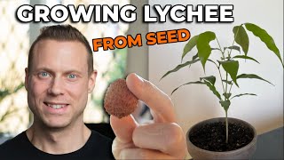 Growing LycheeLitchie Tree From Seed  Part 1  03 months progress [upl. by Hallerson700]