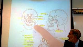 ANATOMY RESPIRATORY SYSTEM by Professor Finkwmv [upl. by Schilt273]