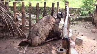 Emu mating [upl. by Grantham]