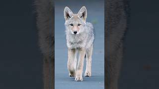 Coyote puppy nature animals wildlife dog puppy photography coyote [upl. by Erodoeht]