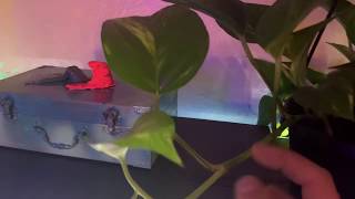 Propagating pothos and creeping Jenny moneywort in a aquarium [upl. by Recnal591]