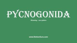 pycnogonida Pronounce pycnogonida with Meaning Phonetic Synonyms and Sentence Examples [upl. by Berey]