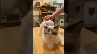 Raw and Real Ragdoll Cat Grooming ASMR aumuca aumucapetbrush catmom petlover pets short cute [upl. by Nyrahs]