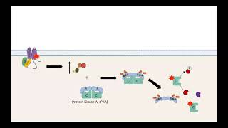 GPCR AC cAMP PKA pathway [upl. by Demetre459]