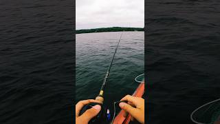 Snagin grass catchin bass 🎣Sometimes it’s tough to tell 😂 bass fish fishing outdoors [upl. by Modesta]