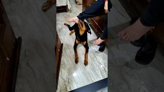 Rottweiler Funny moments rottweiler dog pets doglover shorts youtubeshorts [upl. by Eyde553]