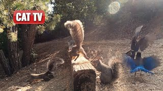 CAT TV For Cats To Watch  Naughty Bird and Squirrel Compilation  Dog TV 😼 🐶 [upl. by Novaat641]