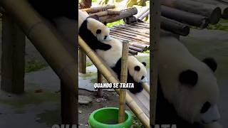 CUIDAR De PANDAS É Bem COMPLICADO 壹仔King1492209388 no Douyin panda animals [upl. by Ody]