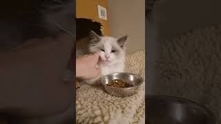 Tallulahs HILARIOUS Reaction to New Kitten [upl. by Niven776]