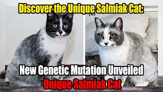 Discover the Unique Salmiak Cat New Genetic Mutation Unveiled [upl. by Nisior]