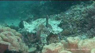 wobbegong sharks [upl. by Vittoria]