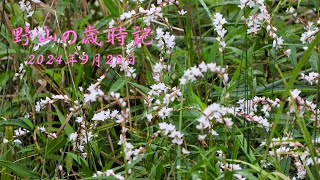 野山の歳時記 秋風が吹き 咲き始めた花 2024年9月29日 [upl. by Lukash392]