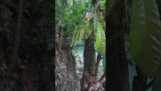 Somerset Falls is Majestic shortsvideo jamaicaadventure trendingshorts waterfall nature fyp [upl. by Atineb584]