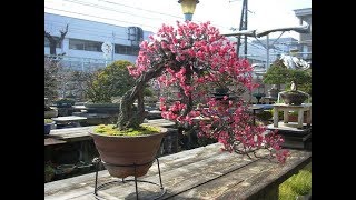 Flowering Bonsai trees  Callicarpa Japonica Bonsai [upl. by Varney]