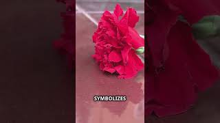 Amazing Carnation Facts You Didnt Know  knowledge facts like subscribe [upl. by Lj734]