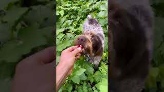 Thimbleberry Foraging 🌿3 of 4 foraging thimbleberry wildedibles [upl. by Joyann532]