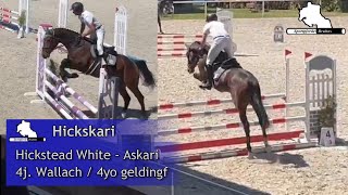 HICKSKARI  4j W v  4yo gelding by Hickstedt White  Askari [upl. by Aisile]