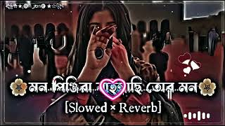 মন পঞজর Mon Pinjira Mon Pinjira Slow Music slowed  reverb [upl. by Sherry]